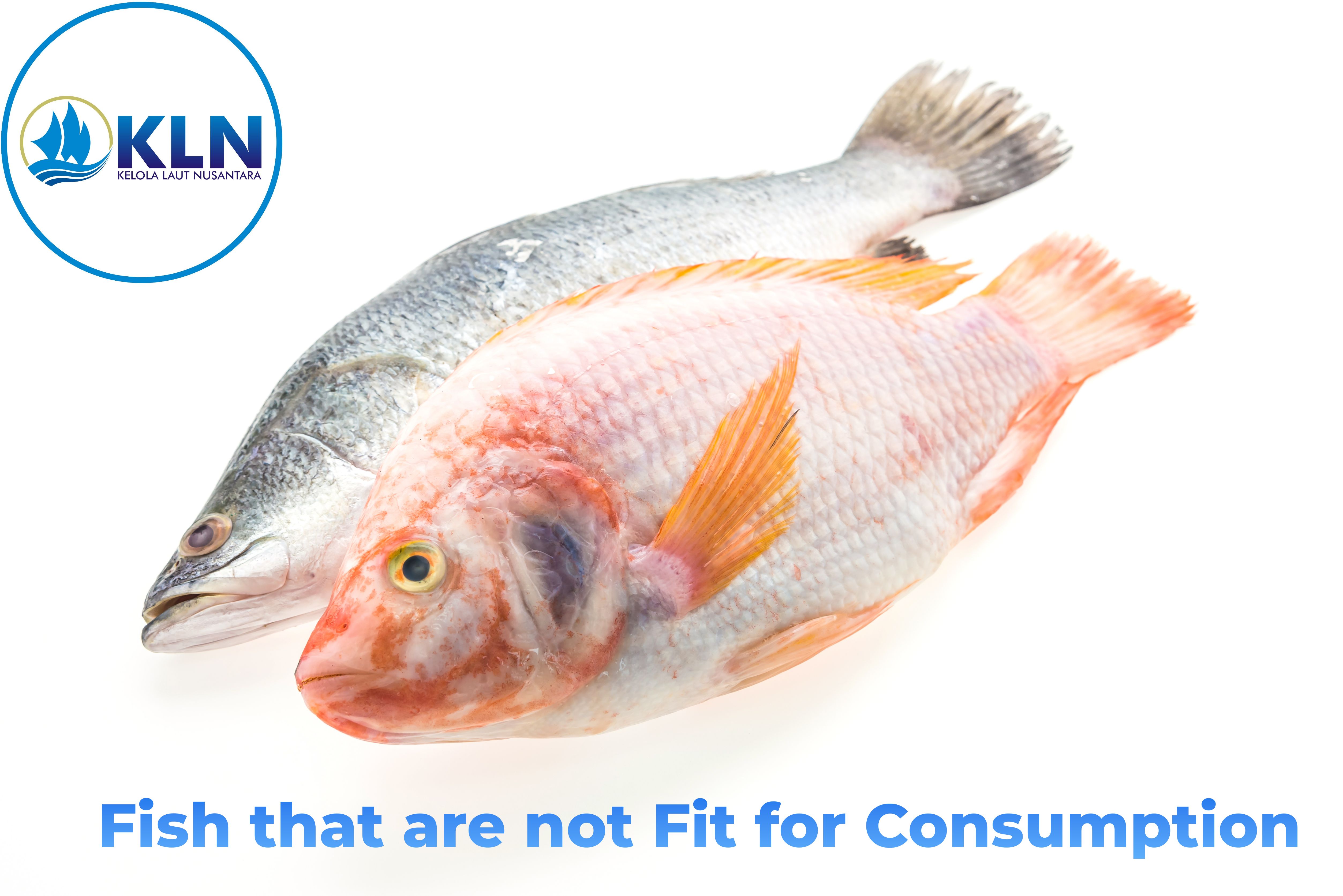 Fish that are not Fit for Consumption